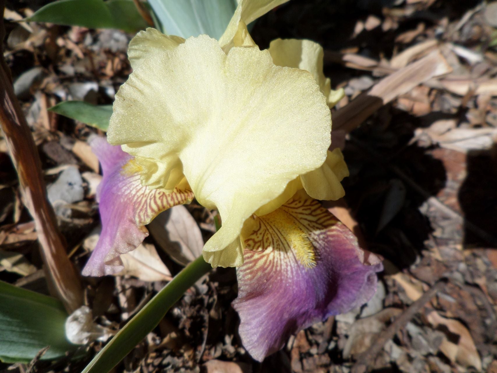 Sangoma's Luck Bearded Iris