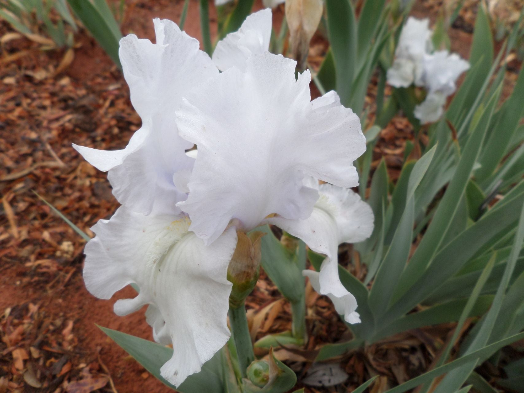 Silverado Bearded Iris