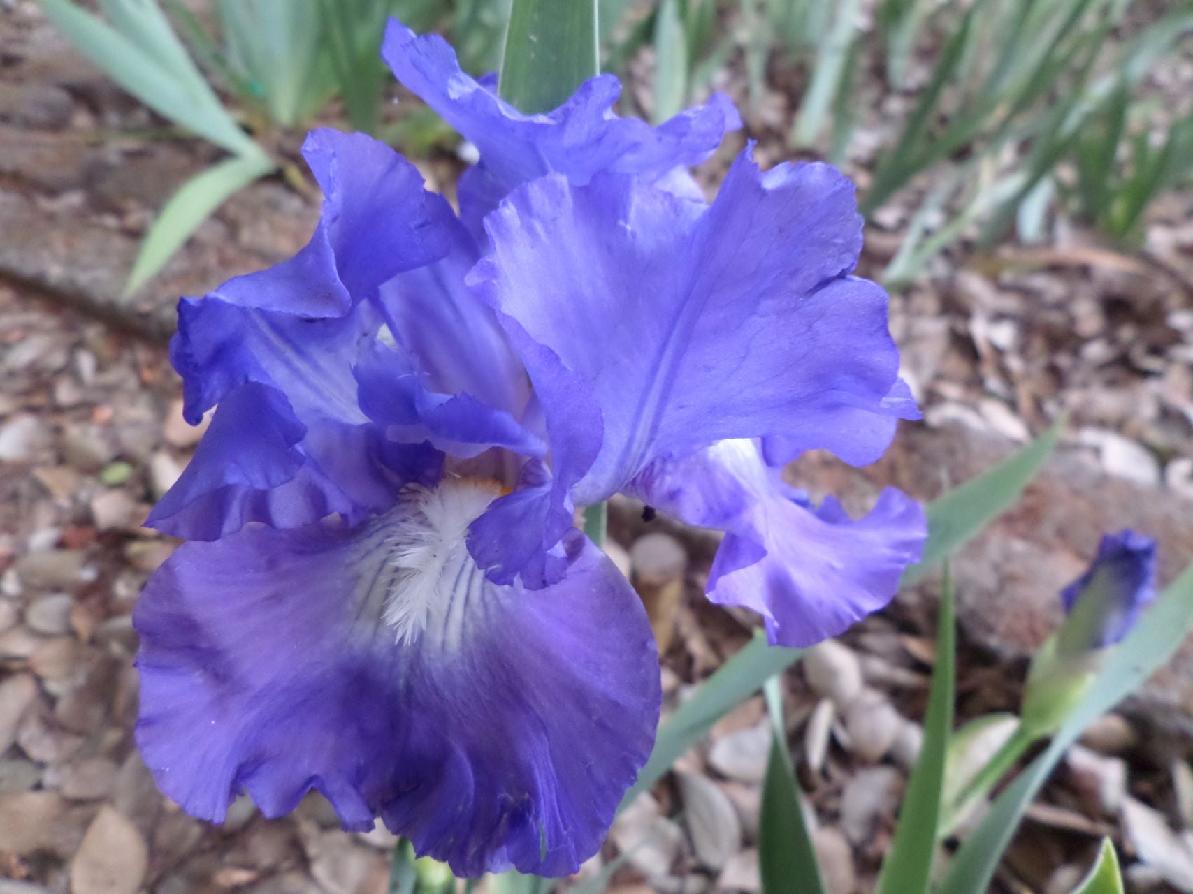 Speed Limit Bearded Iris