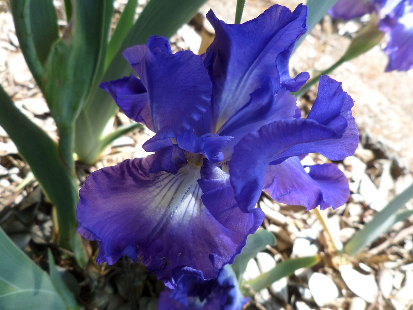 Speed Limit Bearded Iris