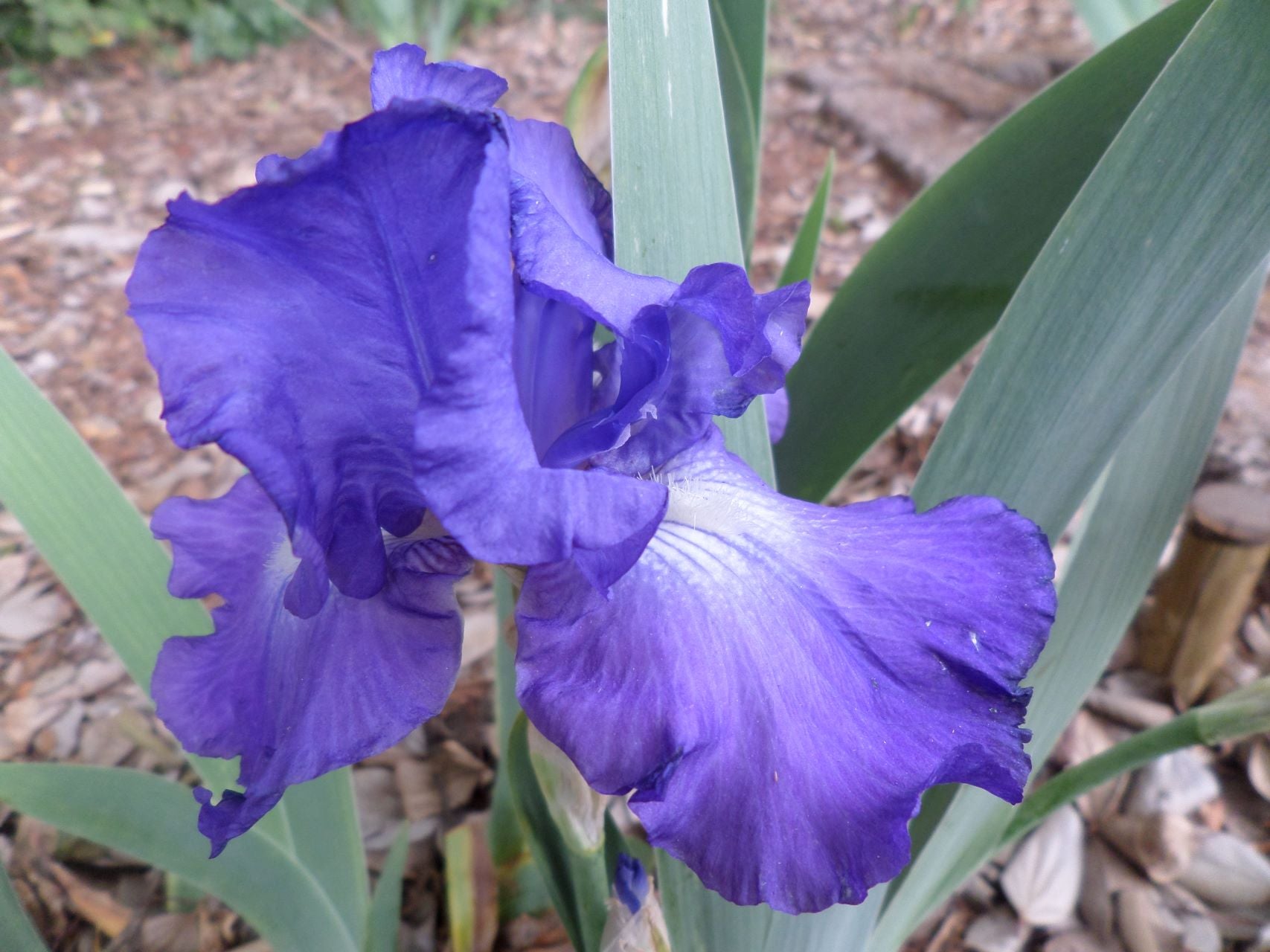 Speed Limit Bearded Iris