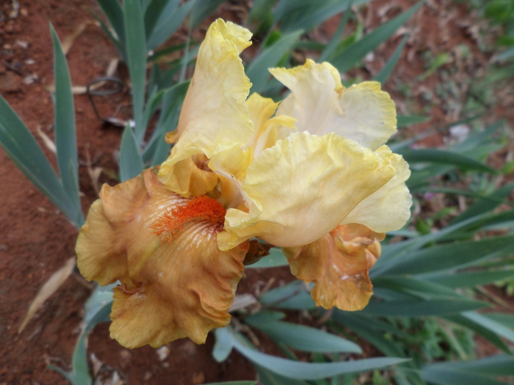 Spiced Custard Bearded Iris