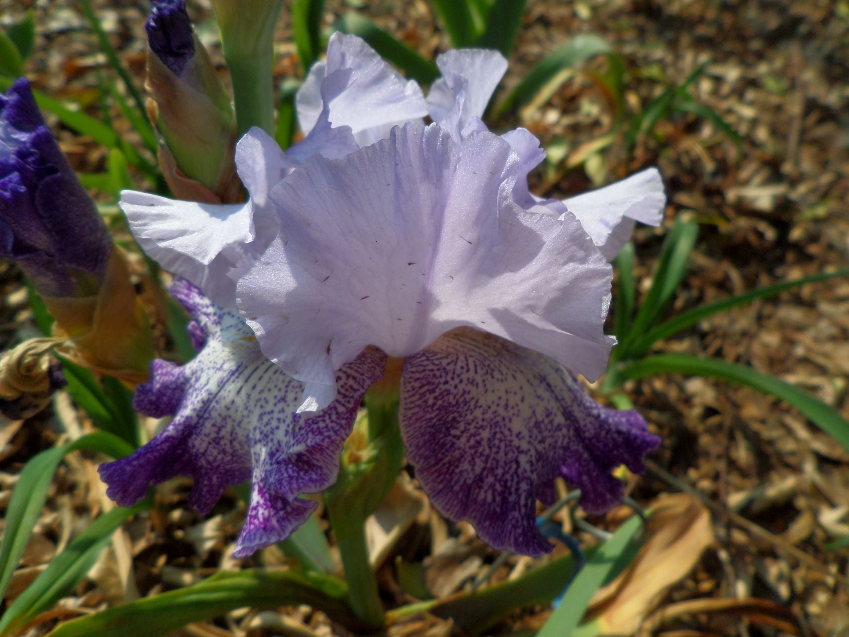 Splashacata Bearded Iris