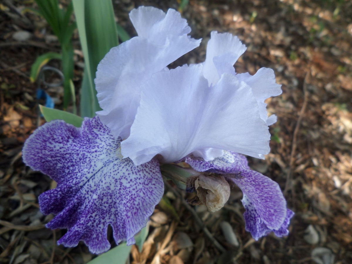 Splashacata Bearded Iris – Zondervlei Flower Farm