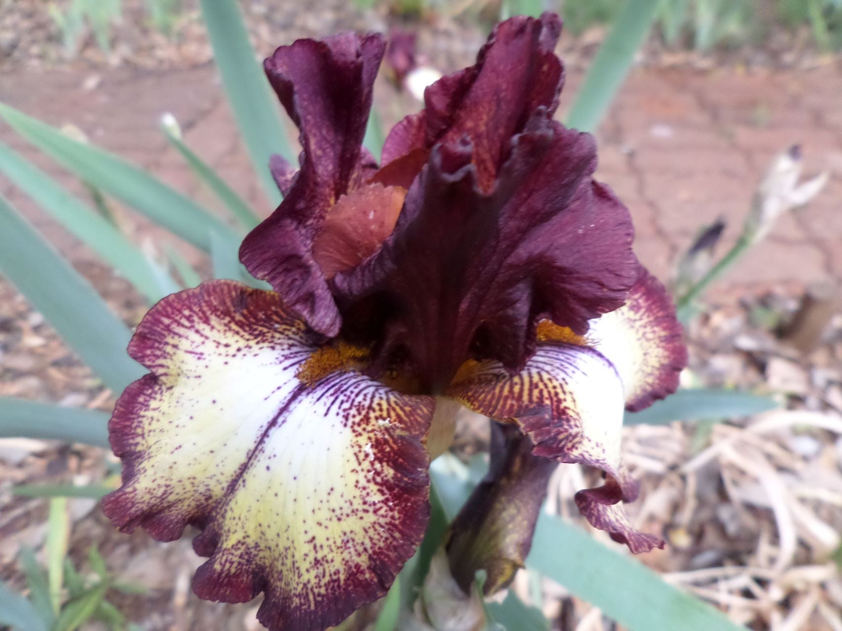 Top Deck* Bearded Iris