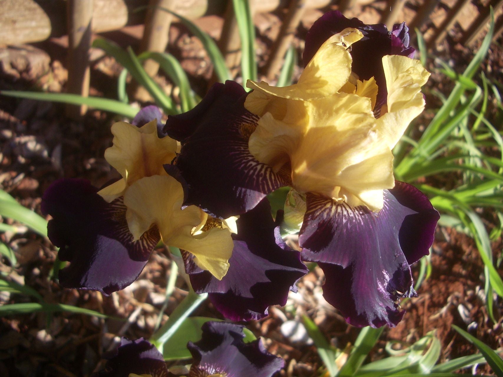 Vigilante Bearded Iris