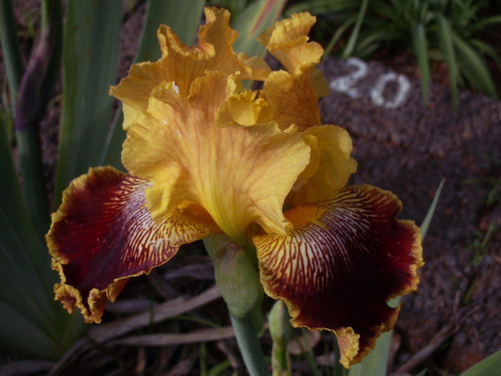 Whoop 'Em Up Bearded Iris