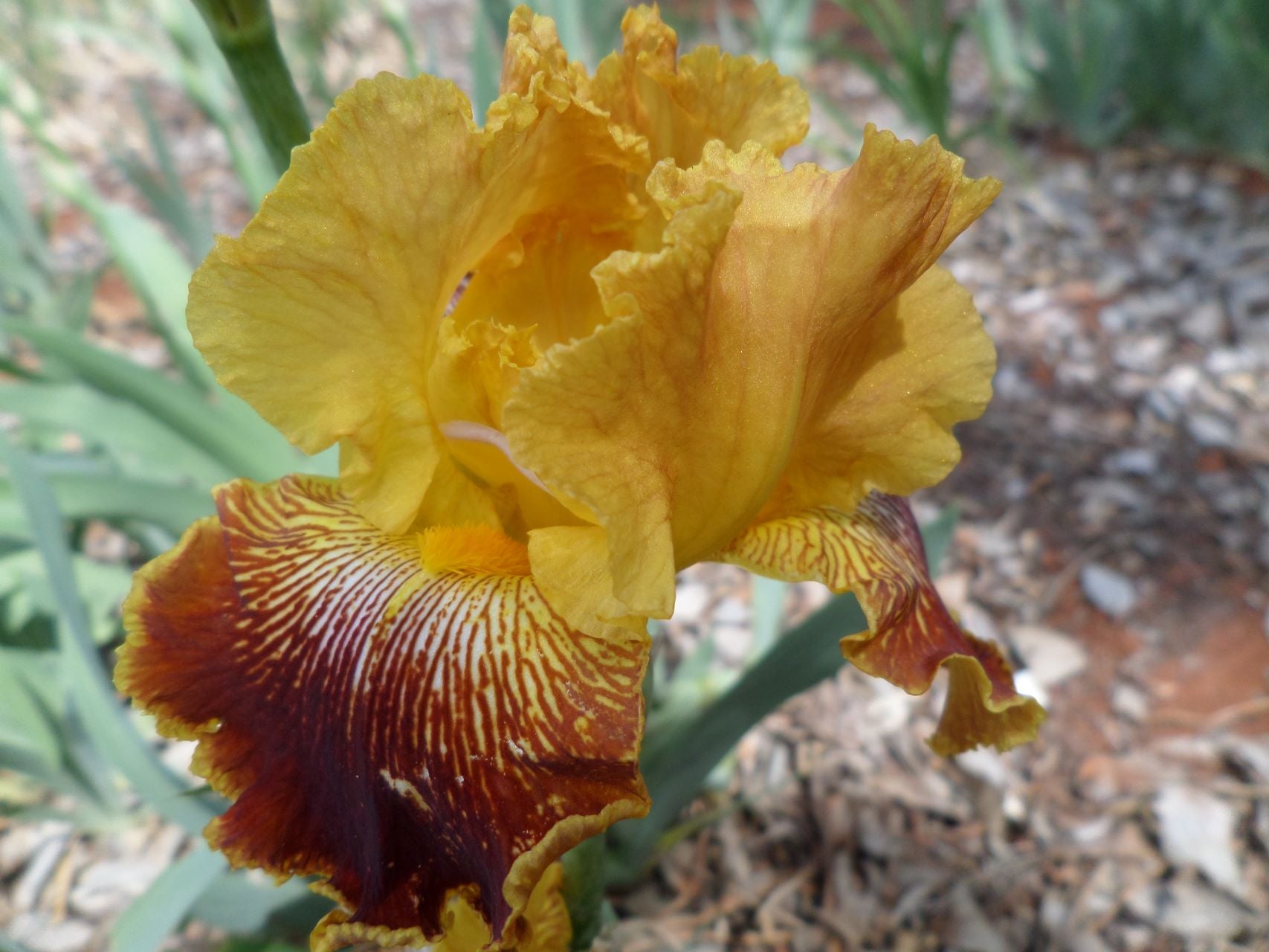 Whoop 'Em Up Bearded Iris