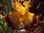 Whoop 'Em Up Bearded Iris