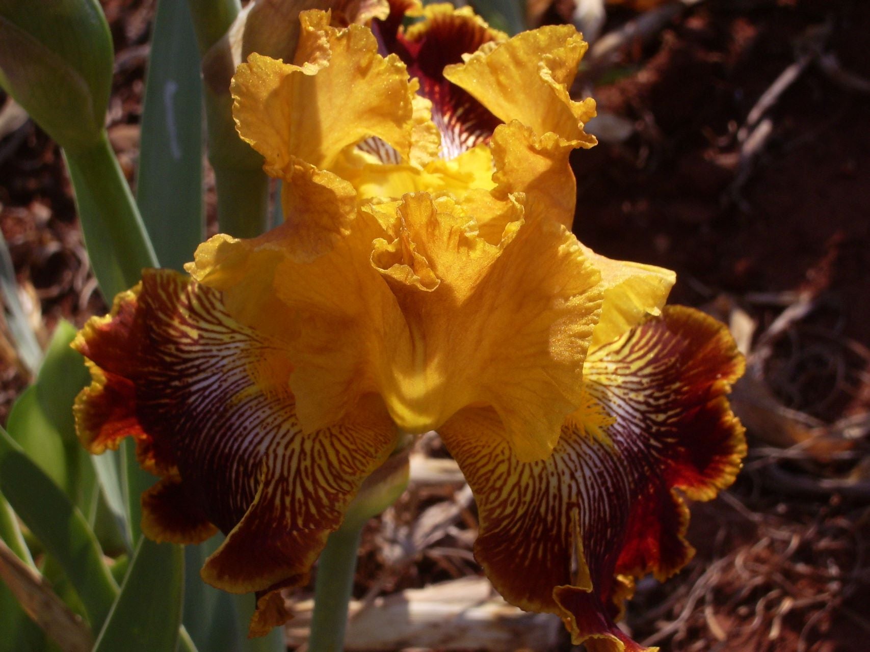 Whoop 'Em Up Bearded Iris