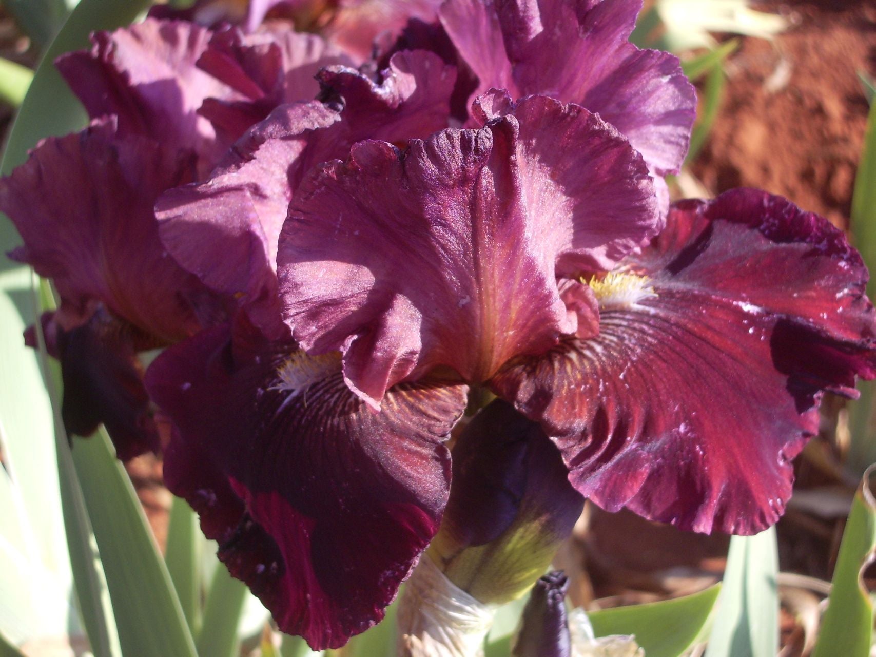 Wild Side Bearded Iris