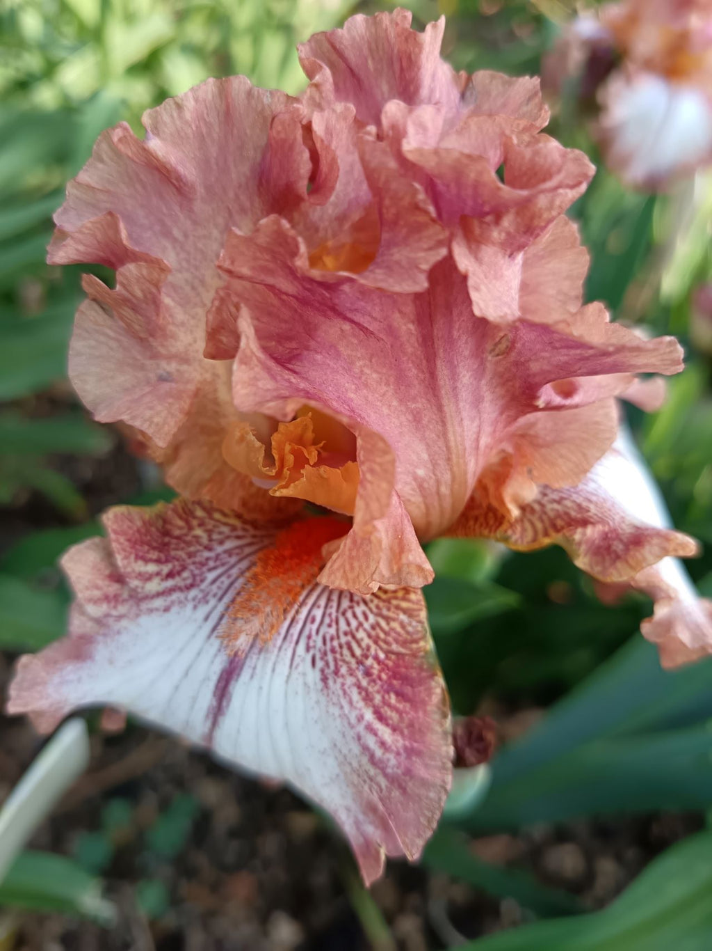 Chickasaw Sue Bearded Iris
