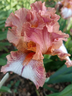 Chickasaw Sue Bearded Iris