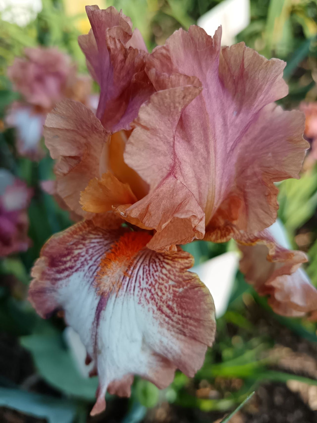 Chickasaw Sue Bearded Iris