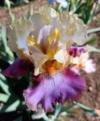 Dancing Gypsy* Bearded Iris