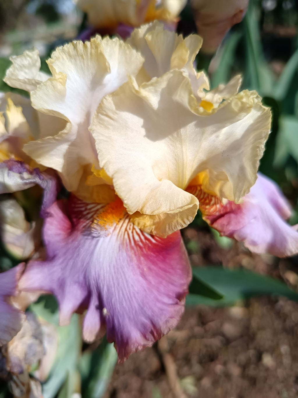 Dancing Gypsy* Bearded Iris