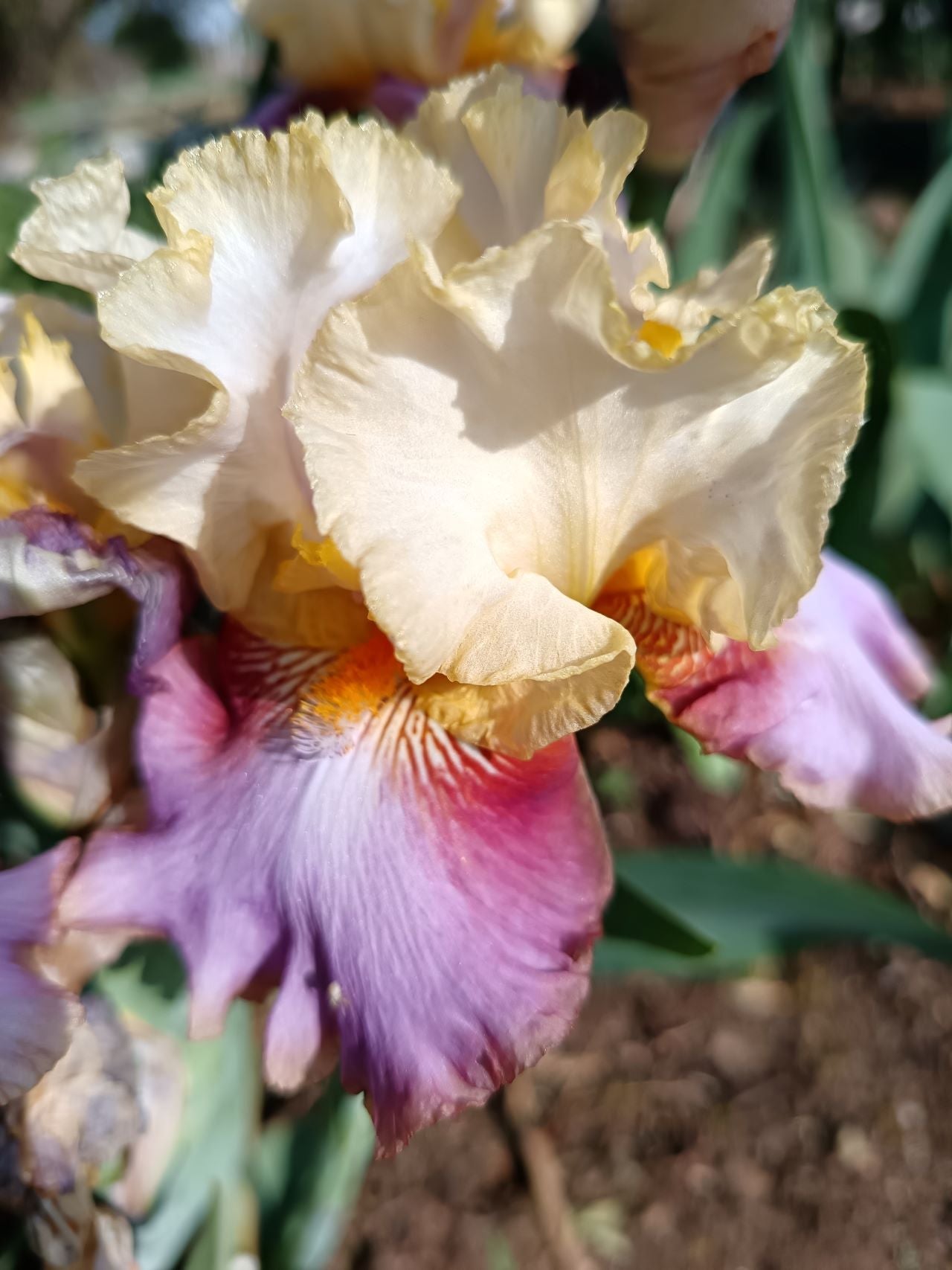 Dancing Gypsy* Bearded Iris
