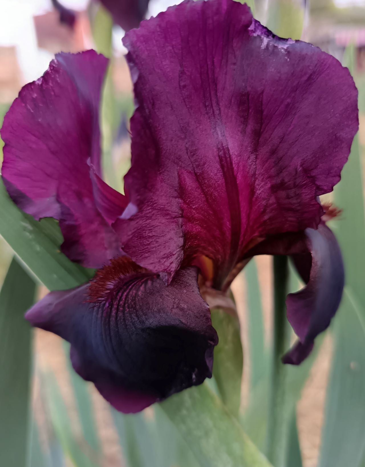 Edenite Bearded Iris