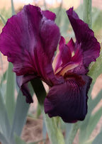 Edenite Bearded Iris