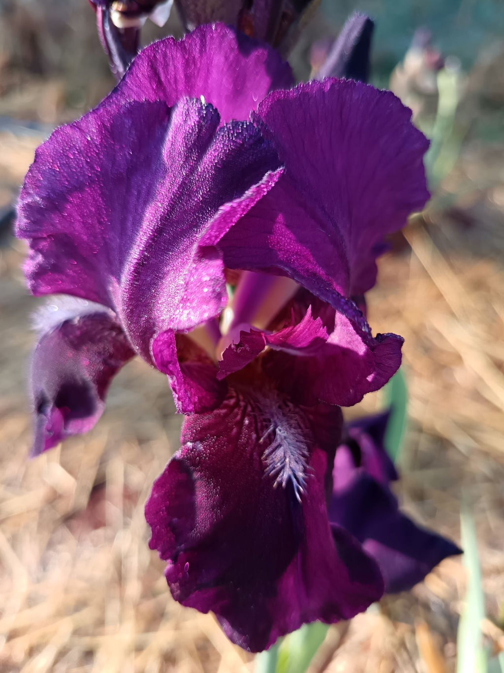 Grape Velvet* Bearded Iris
