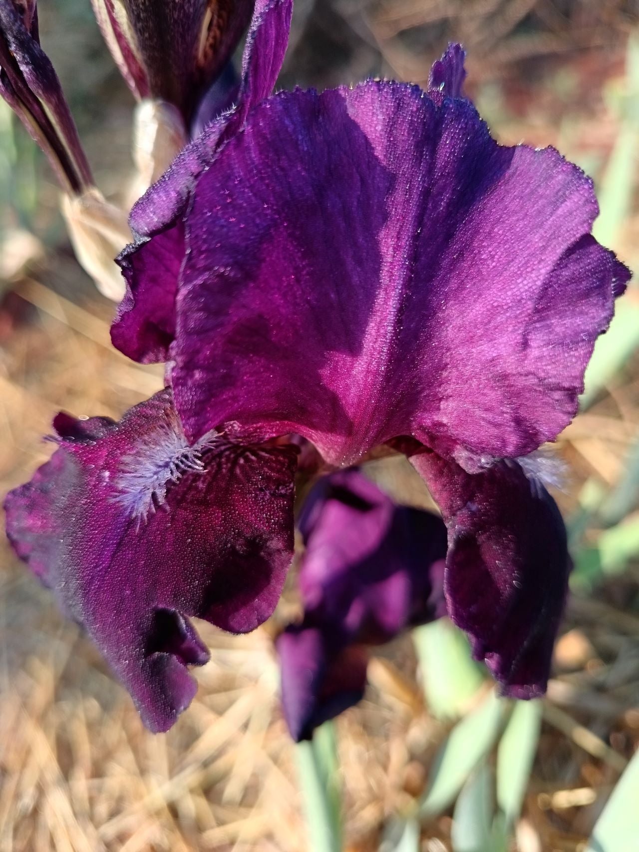 Grape Velvet* Bearded Iris