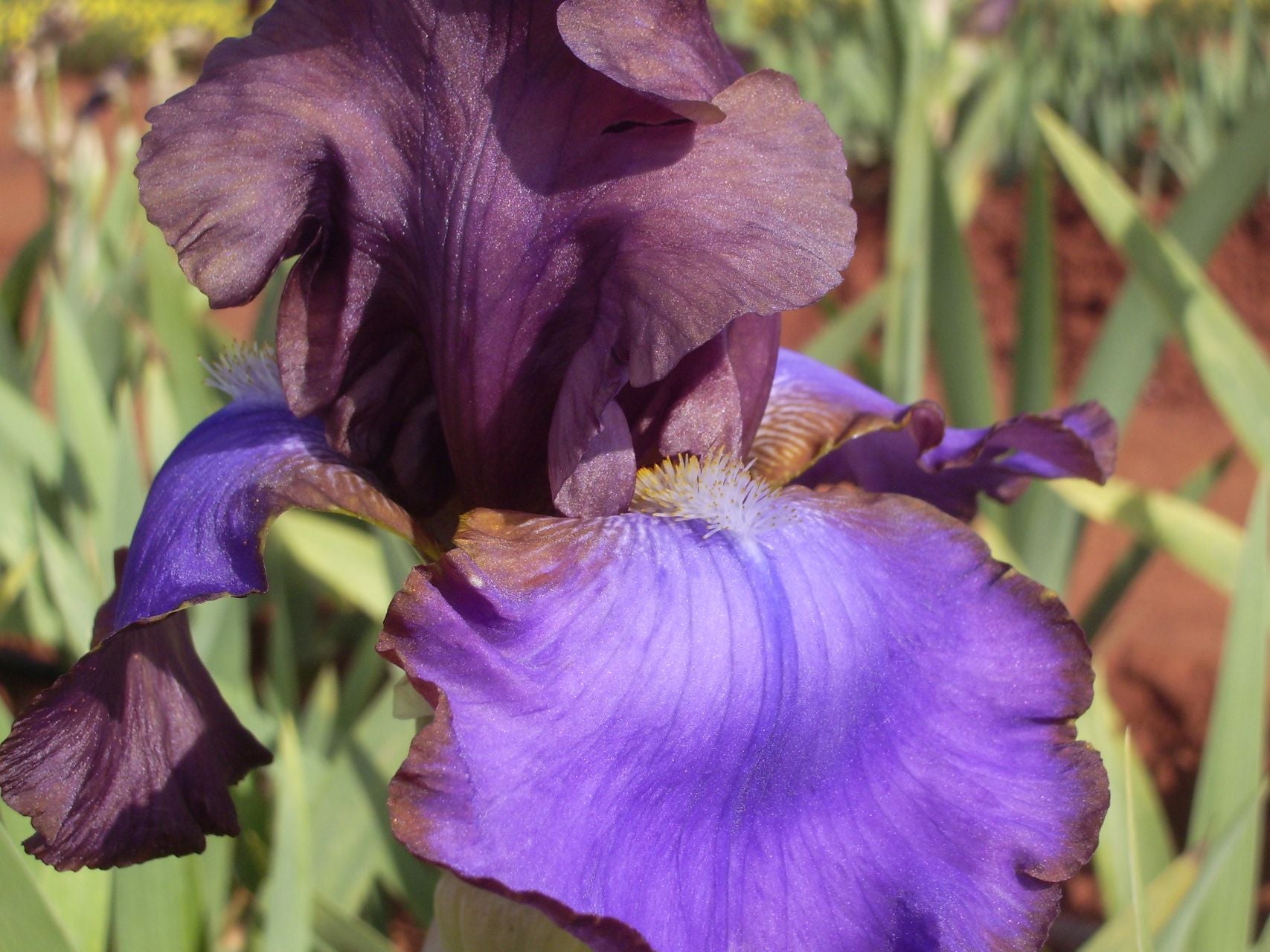 Gypsy Belle Bearded Iris
