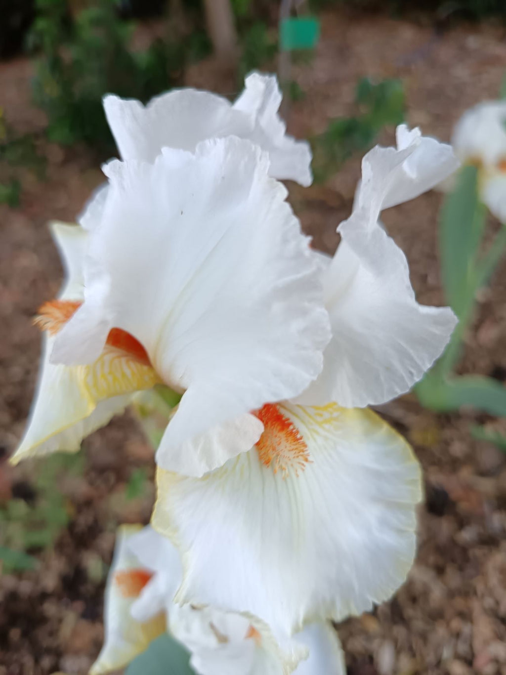 Halloween Halo Bearded Iris