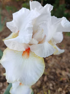 Halloween Halo Bearded Iris
