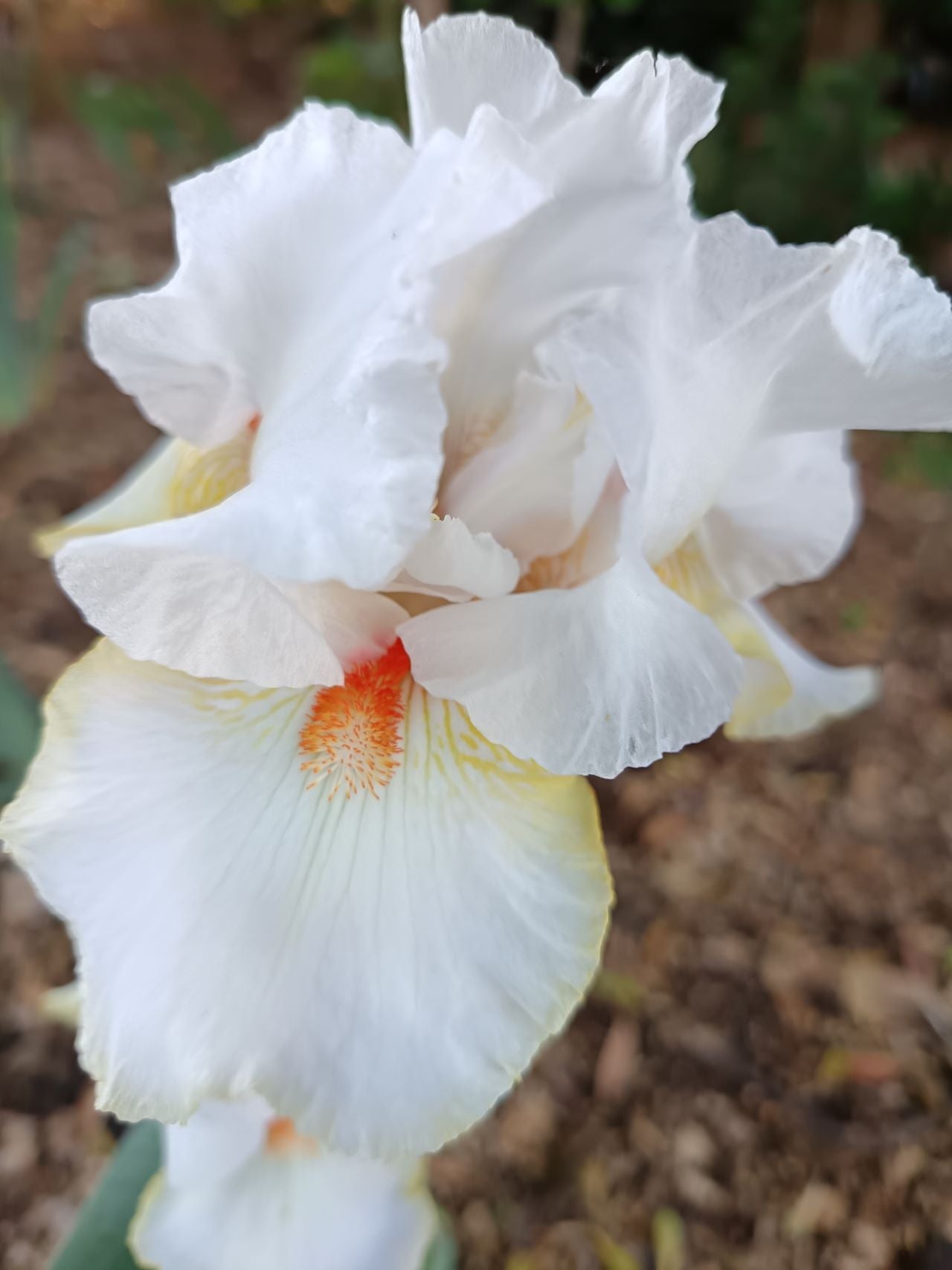 Halloween Halo Bearded Iris