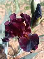Hell's Fire Bearded Iris