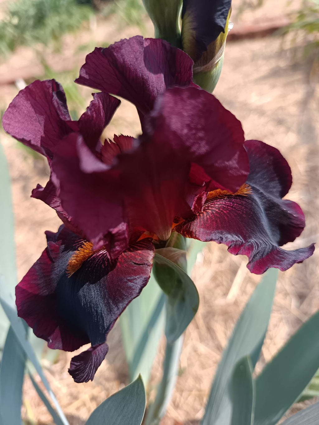 Hell's Fire Bearded Iris