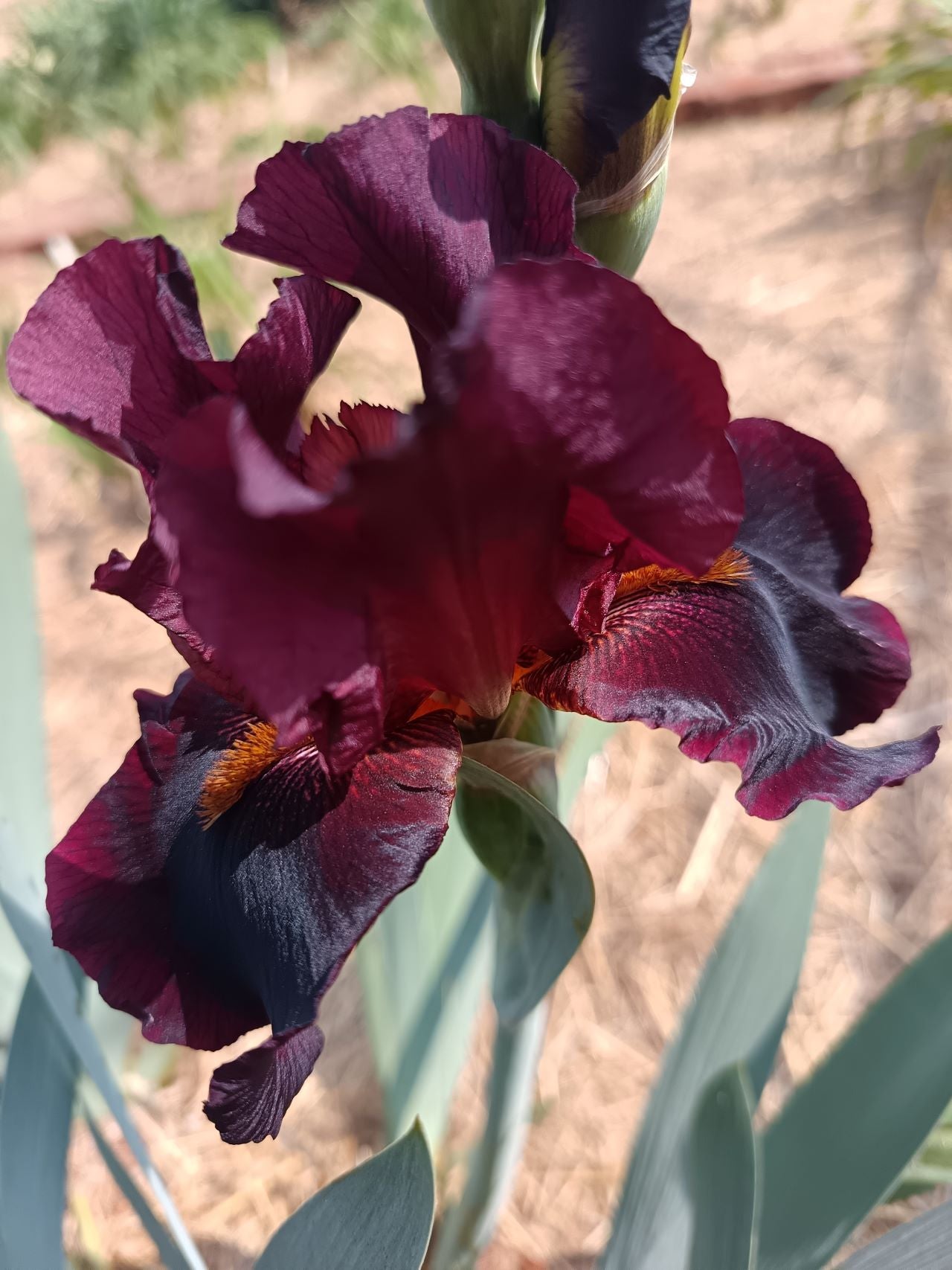 Hell's Fire Bearded Iris
