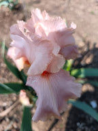 Marshmallow Smoothie* Bearded Iris