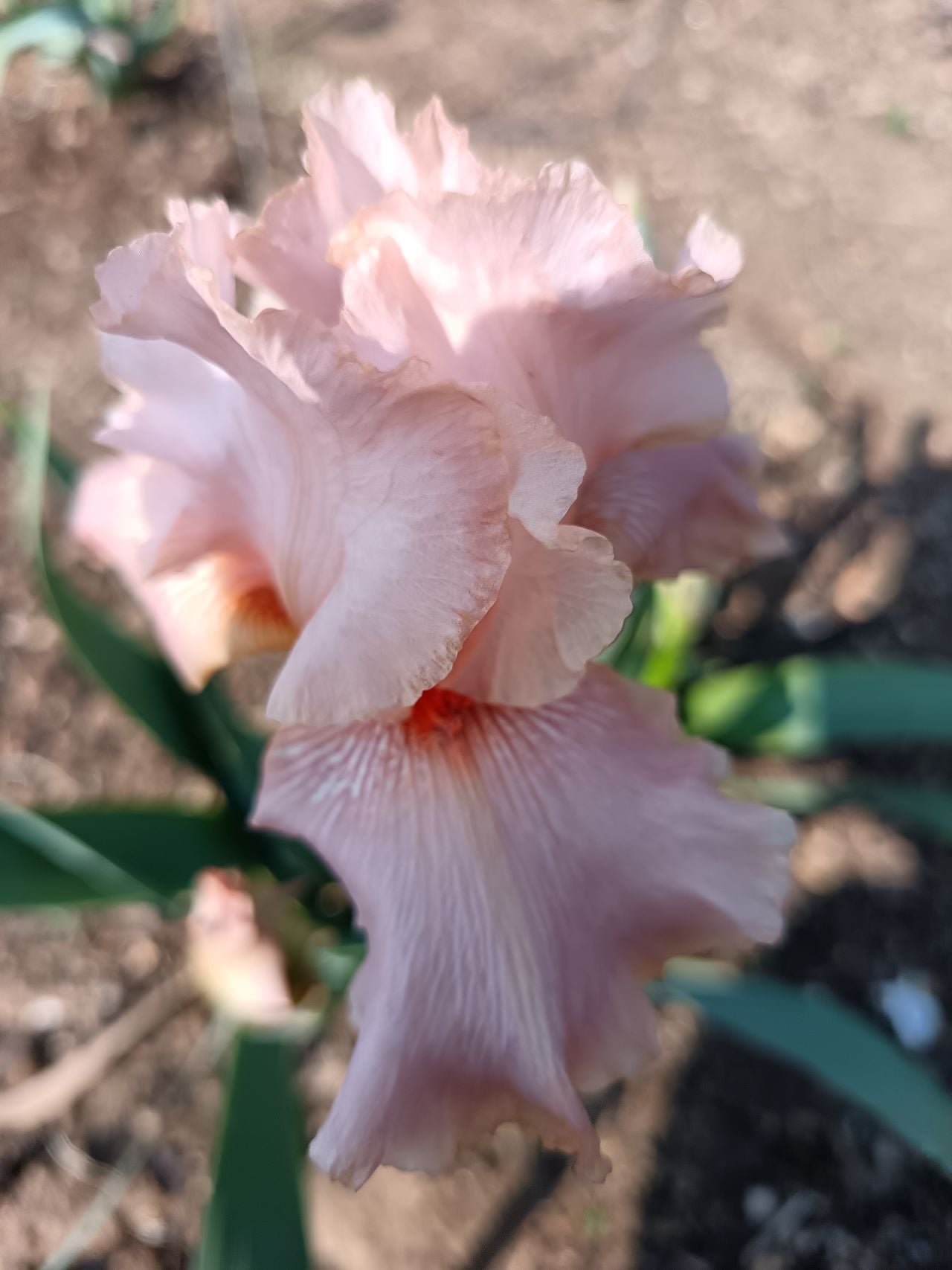 Marshmallow Smoothie* Bearded Iris