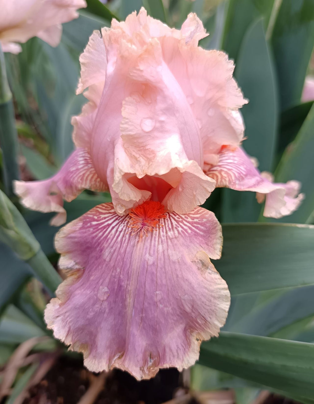 Marshmallow Smoothie* Bearded Iris