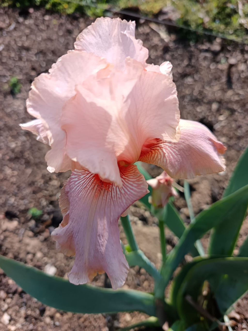 Marshmallow Smoothie* Bearded Iris