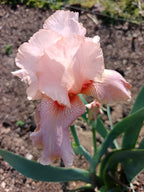 Marshmallow Smoothie* Bearded Iris