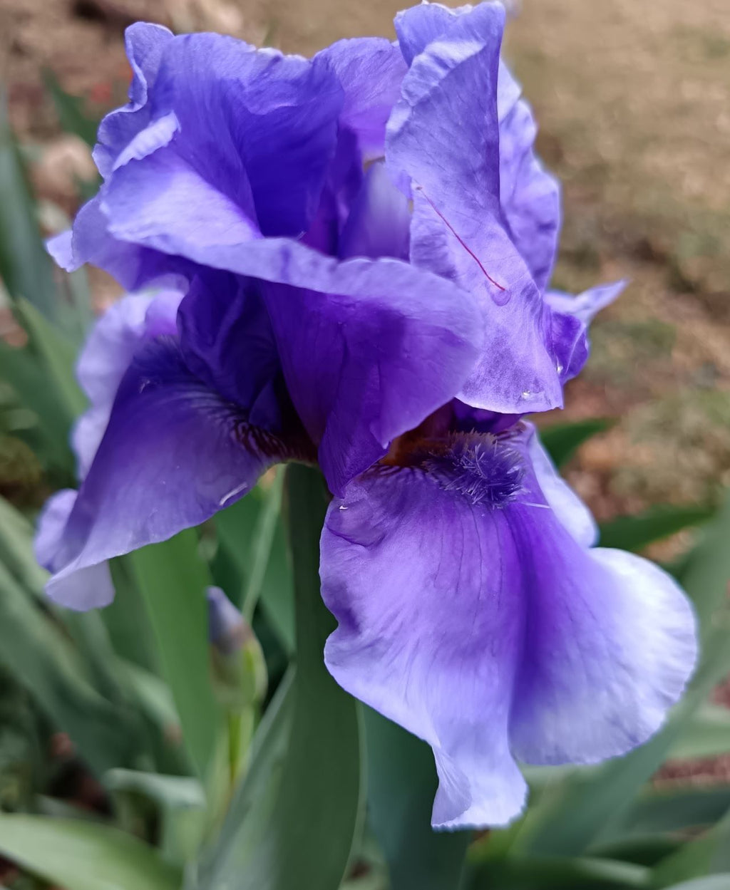 On Line Bearded Iris