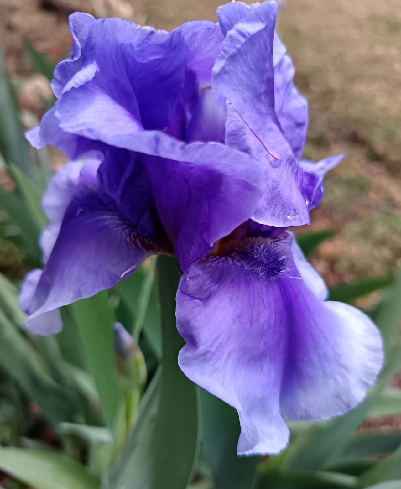 On Line Bearded Iris