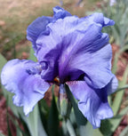 On Line Bearded Iris