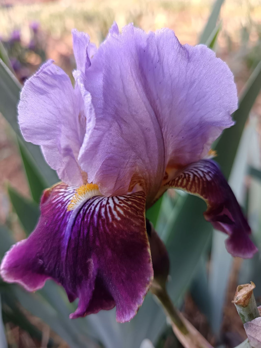Purple Palette* Bearded Iris