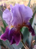 Purple Palette* Bearded Iris
