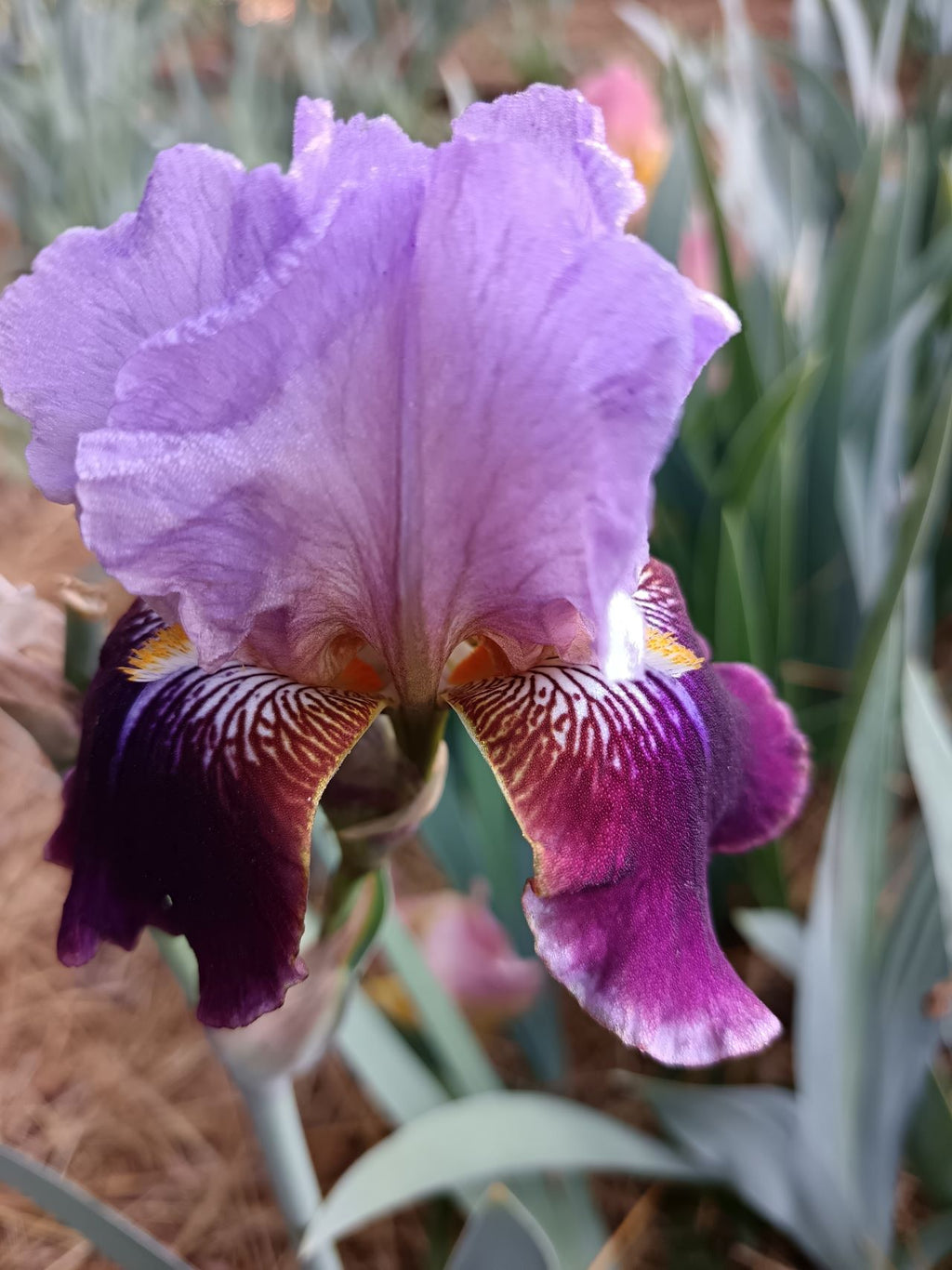 Purple Palette* Bearded Iris