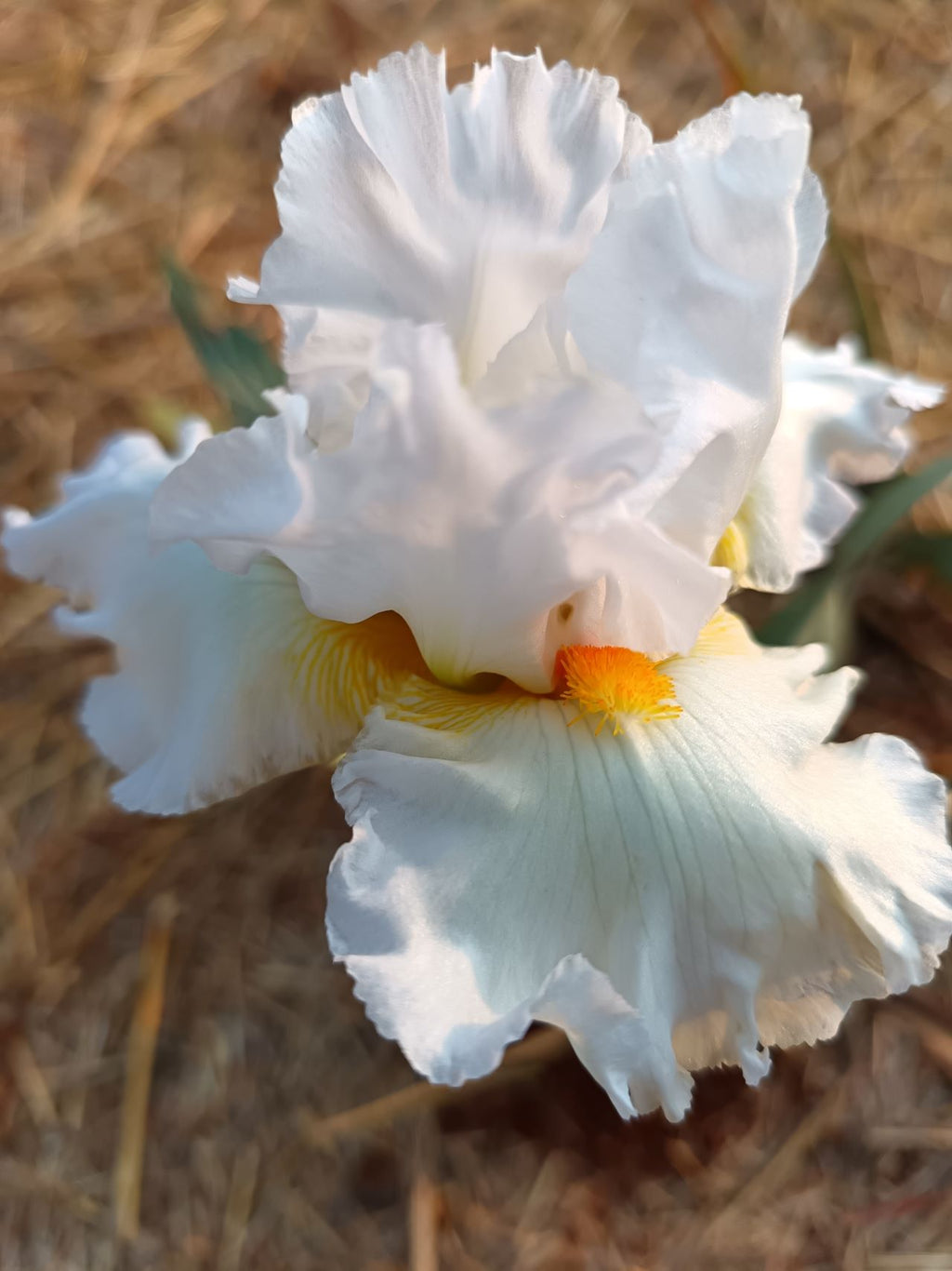 White Lightning Bearded Iris