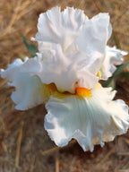 White Lightning Bearded Iris
