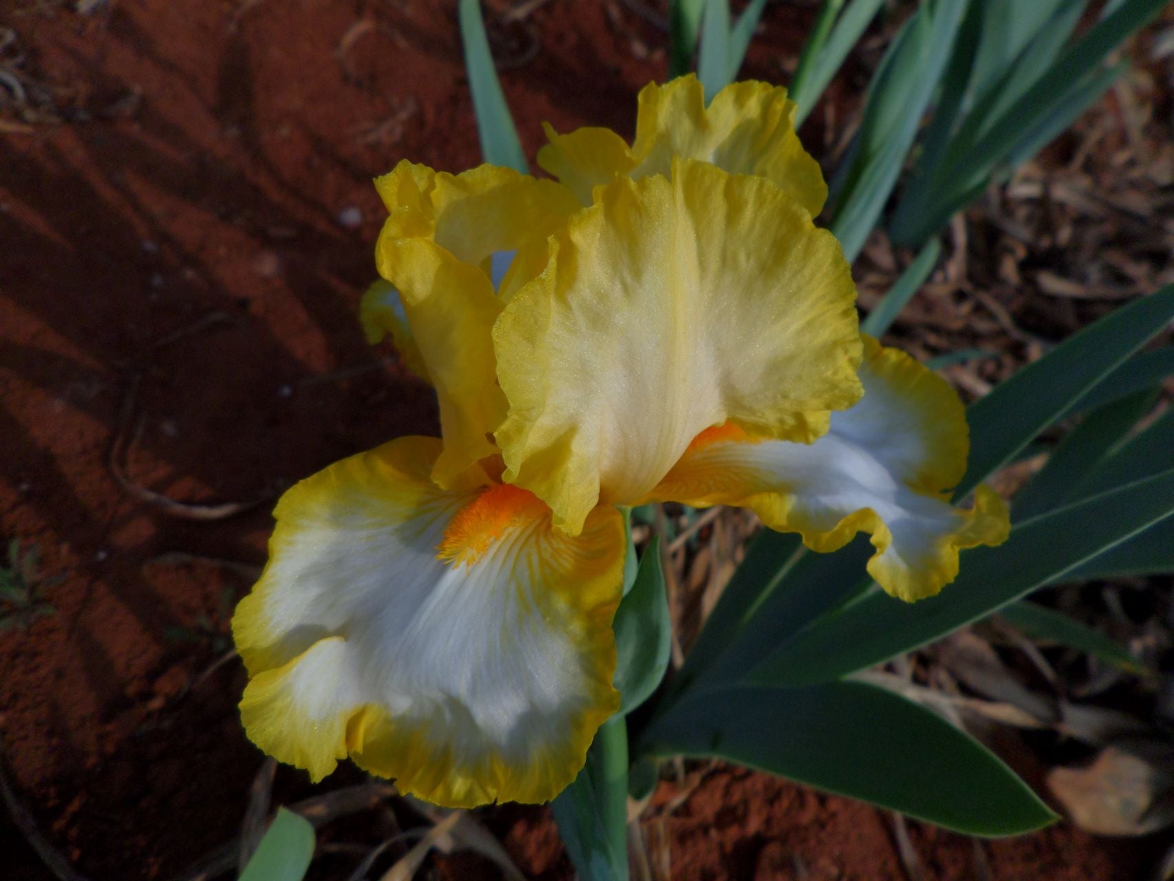 Joyce Terry Bearded Iris