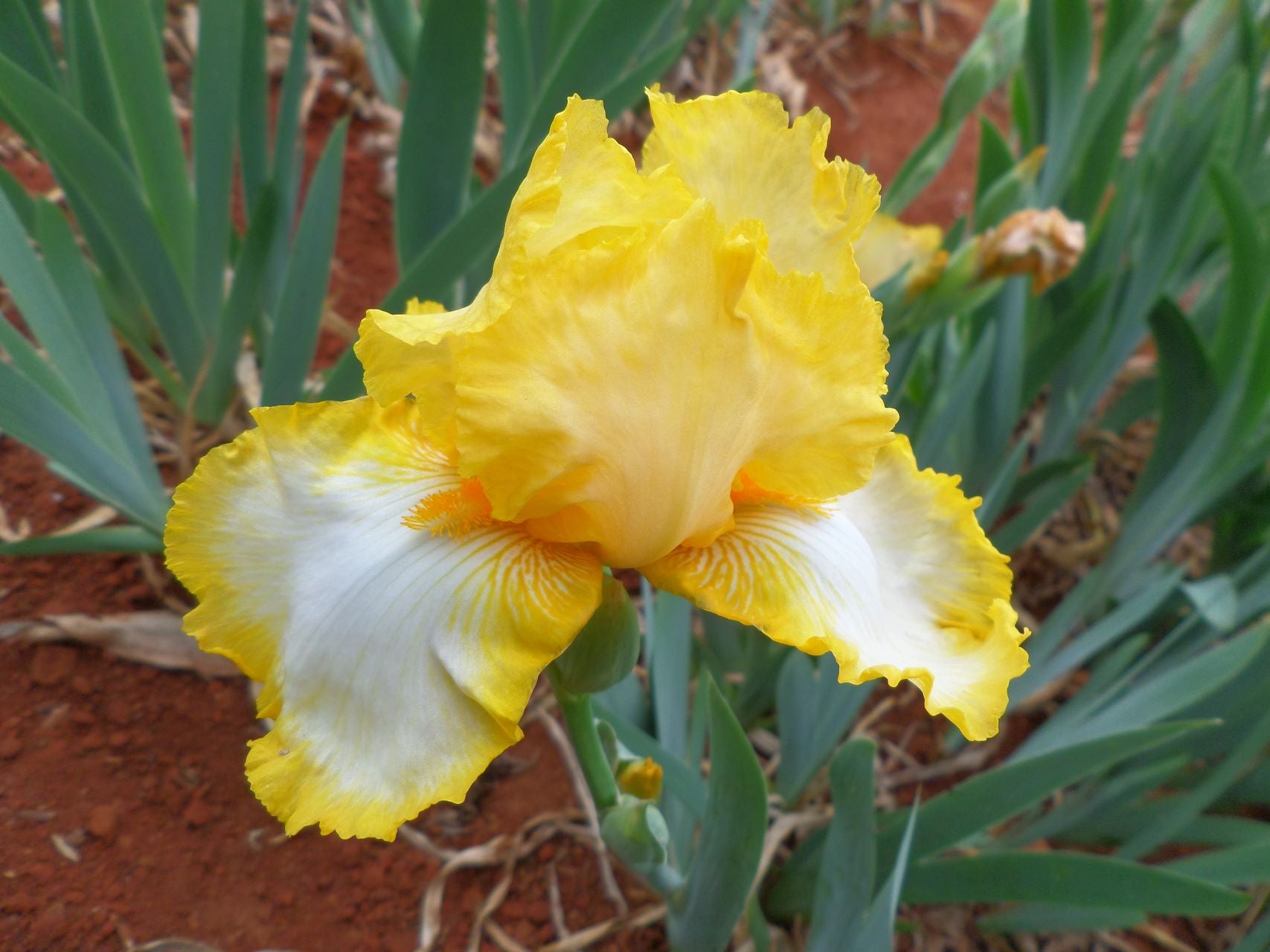 Joyce Terry Bearded Iris