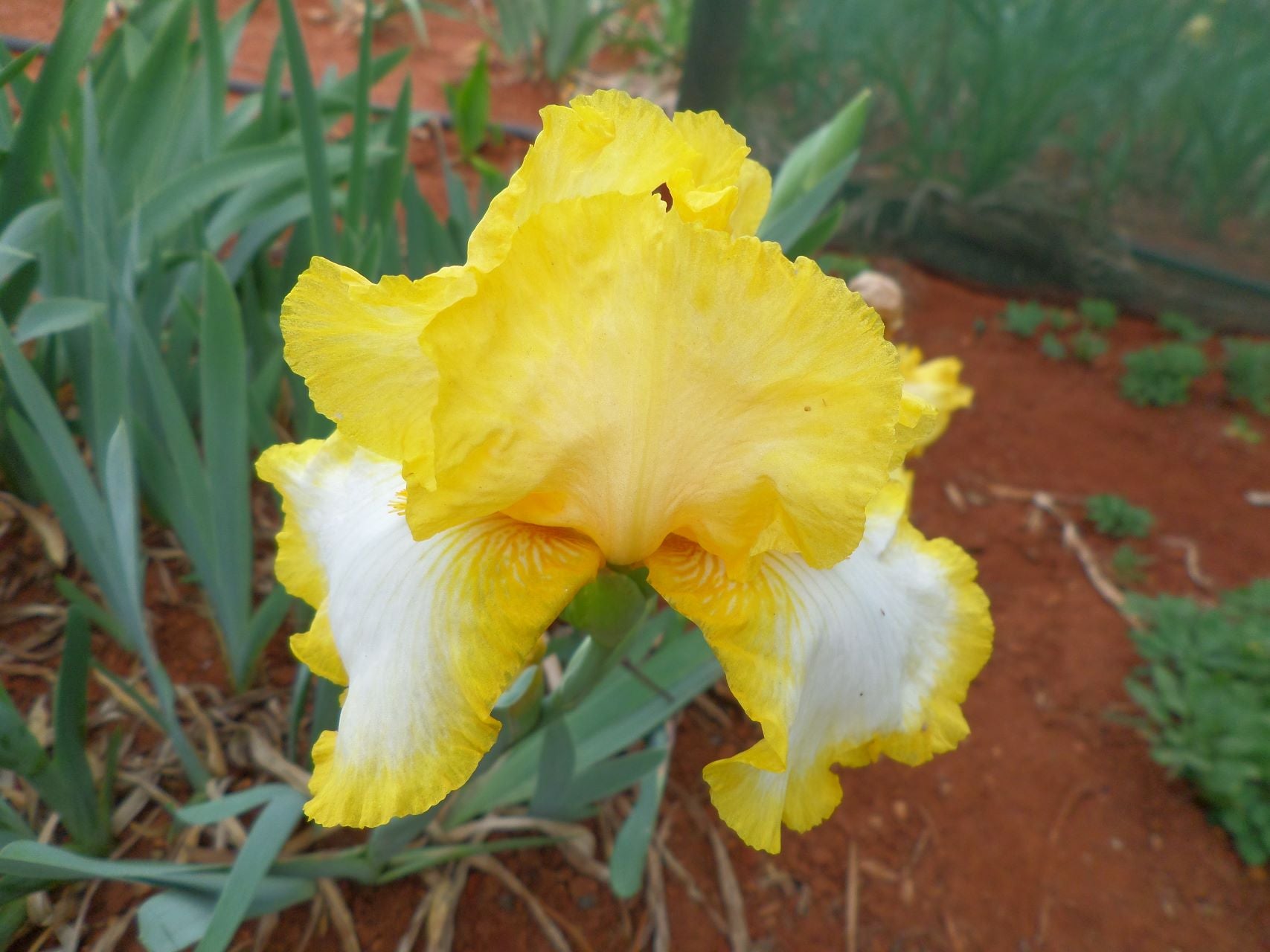 Joyce Terry Bearded Iris