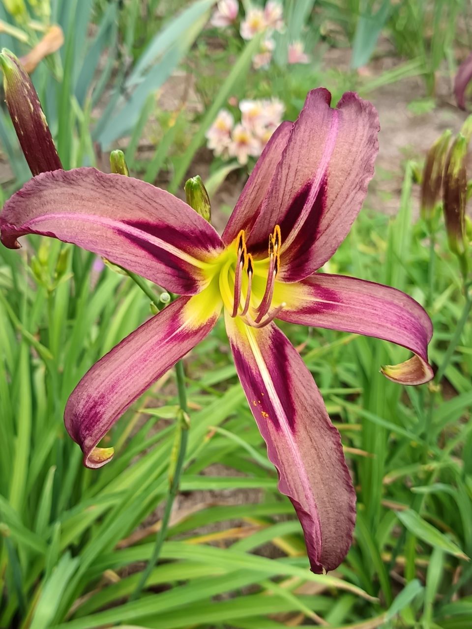 Black Arrowhead Daylily