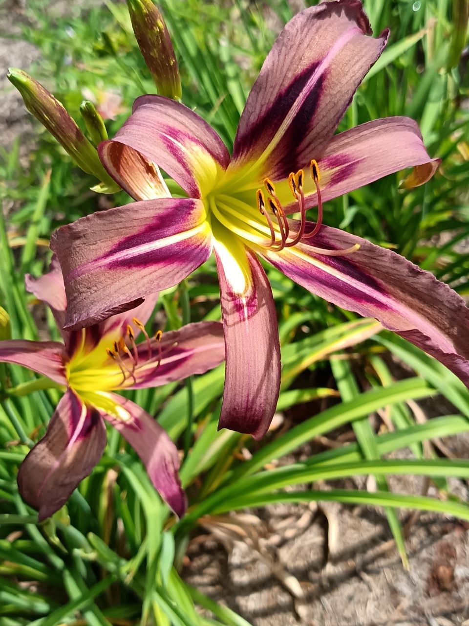 Black Arrowhead Daylily